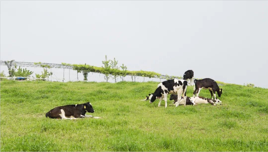 龍安泰環保 | 請查收養牛場廢水深度處理工藝分享