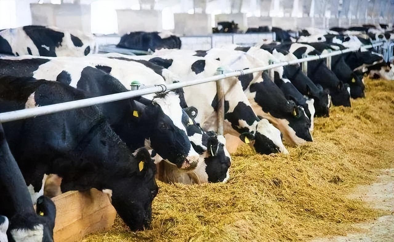 龍安泰環保 | 請查收LCO高級催化氧化在處理畜牧廢水中的應用