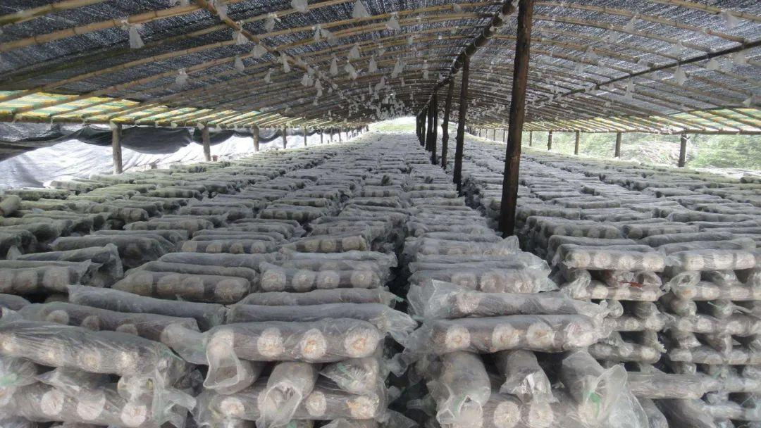 龍安泰環保 | 請查收菌菇生產廢水深度處理回用工藝