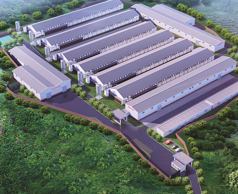 畜牧養(yǎng)殖業(yè) 畜牧養(yǎng)殖業(yè)